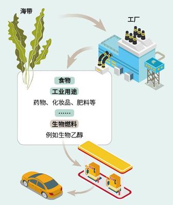 探秘遮天蔽日的海底森林 海藻能否成为未来的燃料添加剂？